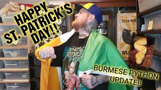 HAPPY ST PATRICKS DAY Burmese Python update & A CRAZY WORLD