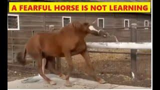 Review Of Idaho Farrier Working With Fearful Horse - Learning Why Release Is Where The Horse Learns