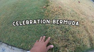 Celebration bermuda still green dormant bermuda weird patterns in the lawn