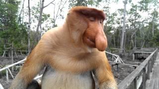 Big nose monkey in Borneo