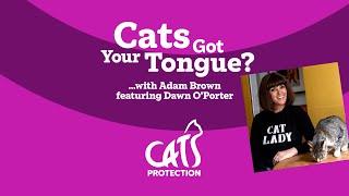 Cats Got Your Tongue? podcast with Dawn OPorter  ️ My cats obsessed with me