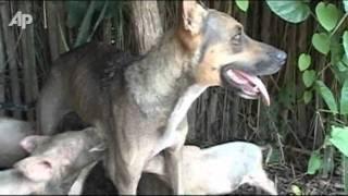 Raw Video Farm Dog Nurses Piglets in Cuba