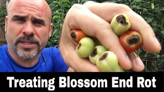 Blossom End Rot BER - What is it?  How to Treat it.