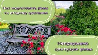 Как подготовить розы ко второму цветению. Непрерывно цветущие розы. Питомник растений Е. Иващенко