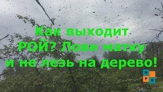 Как вылетает рой из улья Как вернуть пчёл обратно? Роение как отличить от облета?