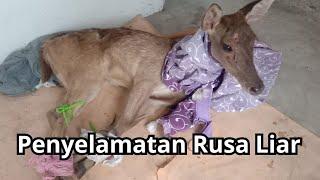 Penyelamatan Rusa Liar