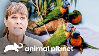 Fuerte tormenta deja heridas a cientos de aves  Los Irwin Robert al rescate  Animal Planet