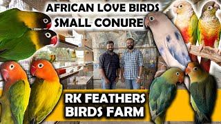 African Love Birds  Small Conure Birds Farm  Delivery all over Tamilnadu  RK Feathers Birds Farm