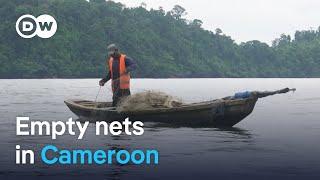 Unregulated Chinese fishing threatens livelihoods in Cameroon  DW News