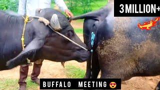 Buffalo first time meeting 2023  Animal meeting  Animal sex  #animalcrossing