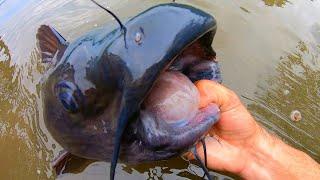 CHICKEN catches MONSTER POND CATFISH