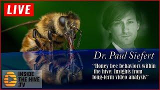 Apis mellifera HONEY BEE behaviors within the hive Dr. Paul Siefert