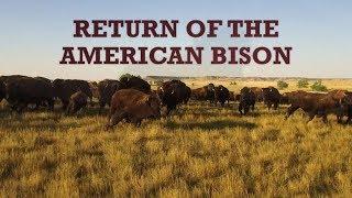 Return of the American Bison