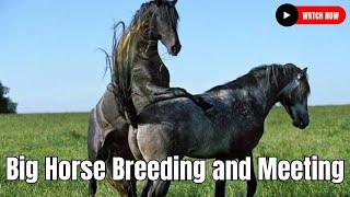 Big Horse Breeding   Beautiful Hybrid Horse Breed