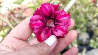 Rosa do deserto com CAUDEX APAIXONANTES perfeitos já mais vistos.