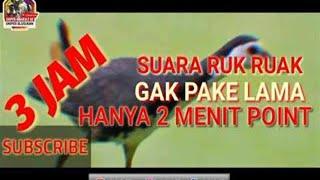 Suara Pikat Burung Ruak Ruak Gak Pake Lama 2 Menit Langsung Point Durasi 3 Jam Nonstop 100% Point