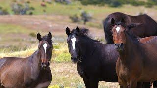 Patagonia Wild Horse Tracking in Torres del Paine National Park Chile