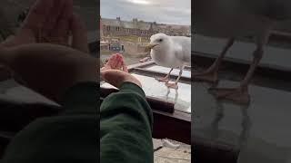 Day 50 Of Feeding My Pet Seagull tiktok arrynskelly