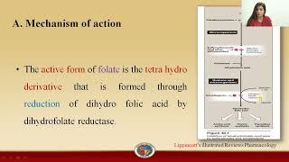 Trimethoprim -  Mode of action and Reason of Selective Toxicity