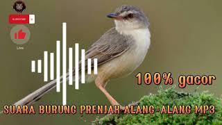 suara burung prenjak Alang Alang gacor buat pikat di jamin dapat banyak   ampuh 100%‼️