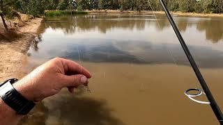 Arboretum Dam lure fishing did I catch a Silver Perch on a lure?