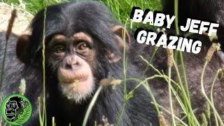 Baby Chimpanzee Jeff Chester Zoo