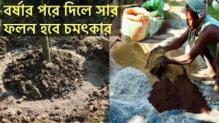 এই সময়ে এই সার দিয়ে রাখলে আগামী মরশুমে ভালো ফলন নিশ্চিত l  ফল গাছের অক্টোবর মাসের পরিচর্যা l