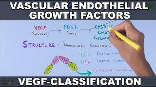 Vascular Endothelial Growth Factor  VEGF  Classification and functions