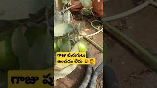 గాజు పురుగులు ఉంచడం లేదు  #centipede #strawberry #terracegarden #threeyearsold #ytshorts