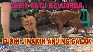 KING FLOKI JINAKIN ANJING GALAK YANG GIGIT SATU KELUARGA ‼️