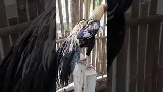 aseel parrot import berkembang biak