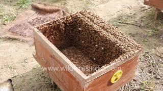 Apis mellifera Honey Bee boxes with honey from mustard flowers in India