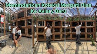 Memindahkan koleksi merpatiku ke Aviary Baru