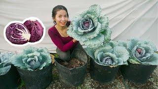 Housewives dream Cabbage Garden growing cabbage in pot beginners and highly productive