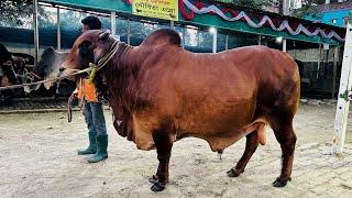 নৌবিতা এগ্রোর মাঝারি এবং বড় গরু - বেশ সুন্দর কিছু গরু এখানে আছে - Qurbani Fest 09