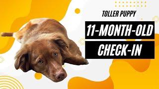 11-Month-Old Nova Scotia Duck Tolling Retriever Check-in Weight height tips and tricks