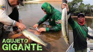 El AGUJETO más GRANDE que he VISTO  PESCA y COCINA  en el Río YUCAO