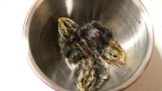 Golden tegu devours button quail chicks live feeding