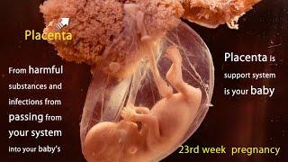 23 Weeks Pregnant Watch the Movements of Your Baby