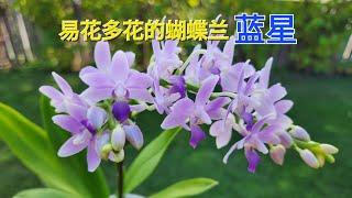 Sophies Garden 易花多花的蝴蝶兰蓝星 Phal. Summer Rose Blue Star 