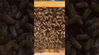 Can You Find The Queen Bee? Expert Level