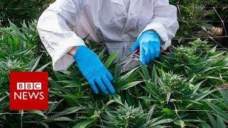 Whats in cannabis-derived medicines? - BBC News