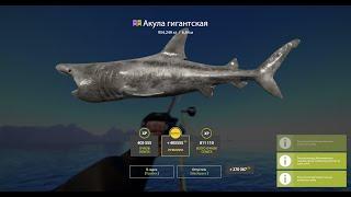 Гигантская акула 954кг  Basking shark. Russian Fishing 4
