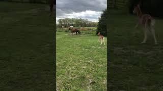 Mom and two day old baby rescued from slaughter just arrived at their new forever home.