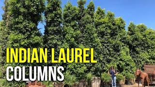 Make Your Property Truly Private Indian Laurel Columns for Excellent Privacy Hedges