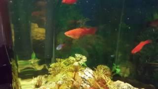 Fish dying in aquarium