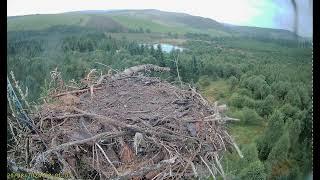 Llyn Clywedog 1 Osprey Nest180824