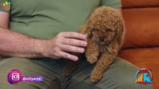 Poodle ırkı köpeğimin bacak boyu diğer Poodlelara göre daha kısa köpeğim Maltipoo olabilir mi ?