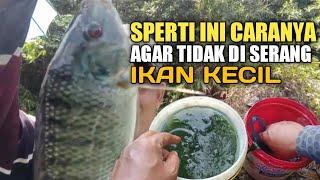 Cara mudah mancing nila besar agar tidak di serang ikan kecil#MM-270