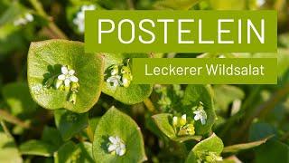 PosteleinPortulak anbauen  milder Wildkräutersalat